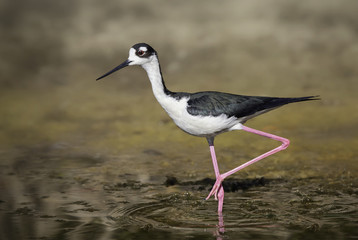 Wild Black-Necked Stilt (Himantopus mexicanus) wading in Florida