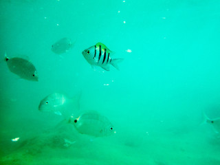 Fototapeta premium tropical fish in coral reef