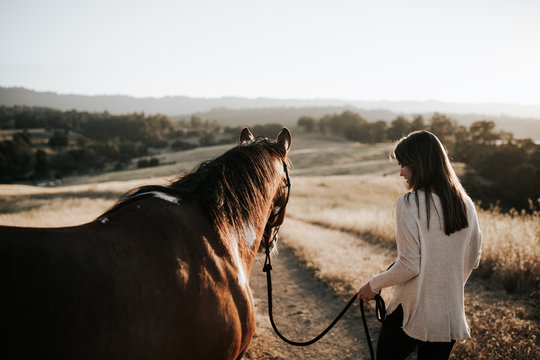 Portrait of horse at sunset
