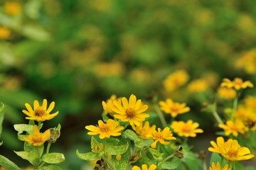 yellow flowers in nature on green background