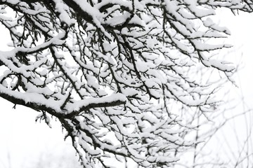 Winter natural  background. tree branches in the snow.Winter mood. Winter time