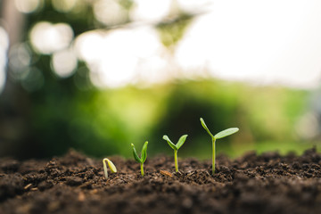 Planting trees.Tree growth,Seedling In nature Green and gold