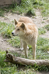Fototapeta premium golden dingo