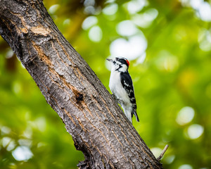 Downy Woodpecker
