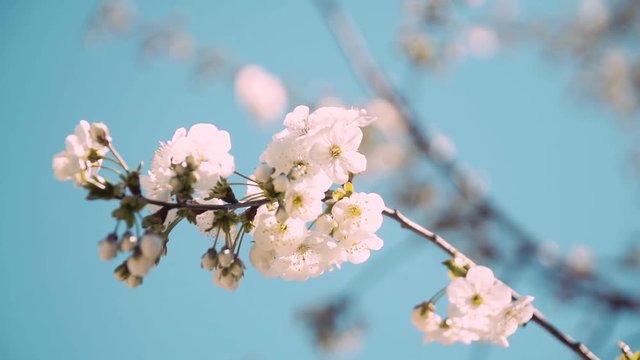 Slow motion clip of a little pink flower founded in Pakostane, Croatia.