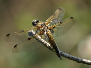 4 Fleck-Libelle © Jademacro