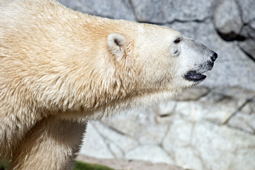 polar bear