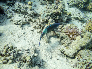 Fototapeta premium tropical fish in coral reef