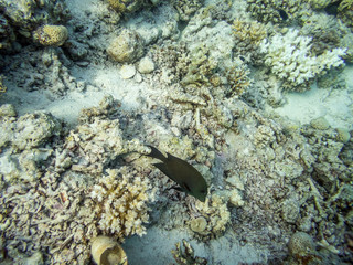 tropical fish in coral reef