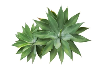 Crédence de cuisine en verre imprimé Olive verte Agave attenuata, Fox Tail Agave Plants Isolated on White Background