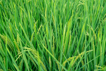 Green rice in paddy field