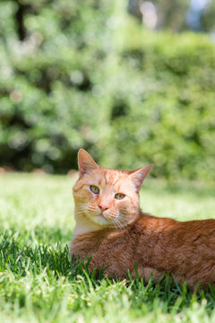 ginger cat on lawn