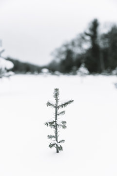 Young Christmas Street Just Starting out