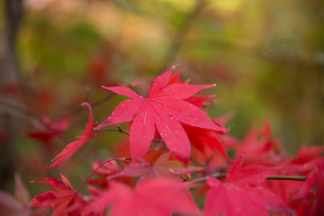 maple leaf, momiji, 紅葉