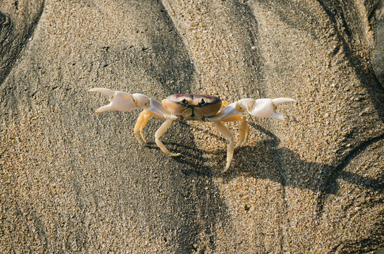 Land crab demonstrating his claws for protection