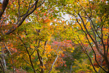 autumn, maple tree