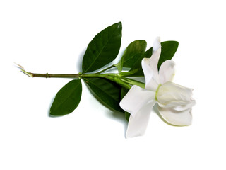 Fototapeta na wymiar Gardenia jasminoides or Cape jasmine flower on white background