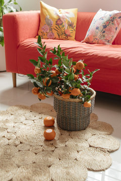 Potted orange tree with fruits