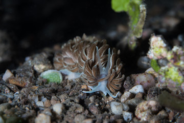 Phyllodesmium Nudibranch