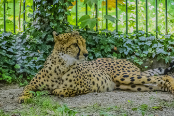Cheetah at Schoenbrunn zoo in Vienna Austria