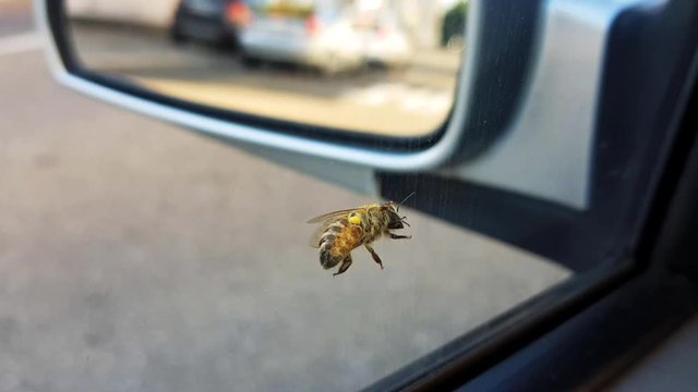 Honeybee sitting on frontal car window with pollen on legs.