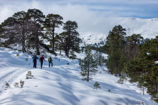 Cross-country skiiing in the Cairngorms in the Scottish Highlands