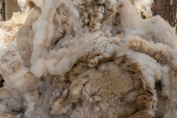 shorn fleece ready for classing