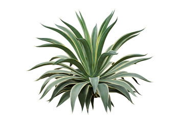 Agave desmettiana 'Variegata', Variegated Smooth Agave Plant Isolated on White Background