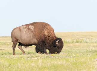 Adult male American Bison grazing on grassland, South Dakota, USA