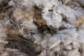 shorn fleece ready for classing