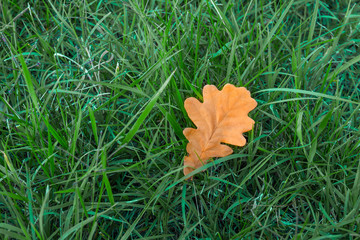 Autumn yellow oak leaf in bright green grass