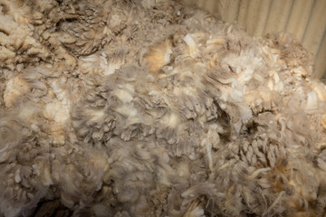 shorn fleece ready for classing