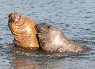 Young male Southern Elephant Seals fighting in the ocean, Davis Station, Antarctica