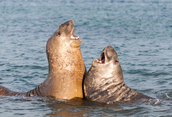 Obraz premium Young male Southern Elephant Seals fighting in the ocean, Davis Station, Antarctica
