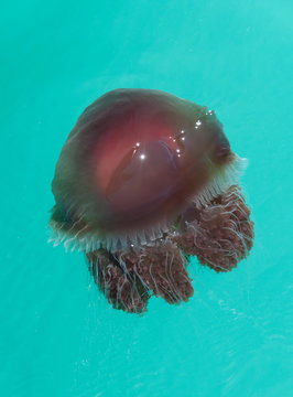 Red bell jellyfish, Kimberley Coast, Australia