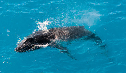 Humpback whale calf surfacing, Kimberley coast, Australia