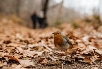 Colorful small bird on autumnal leaves