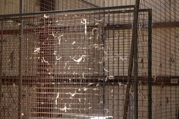 sheeps fleece caught on wire