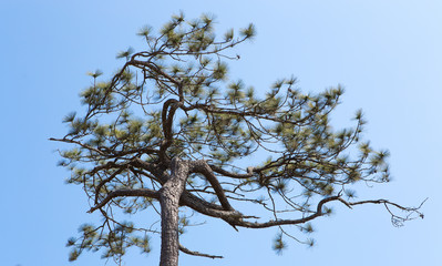 tree on clear blue sky background in a sunny day