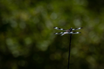 Black and white dragonfly in front of a dark green background.