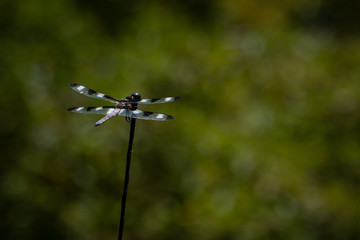 Black and white dragonfly in front of a dark green background.