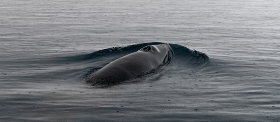 Adult Minke Whale surfacing in calm ocean, Antarctic Peninsula