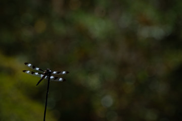 Black and white dragonfly in front of a dark green background.