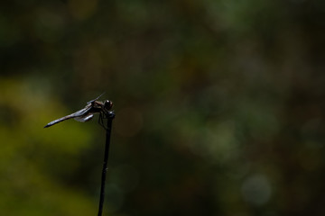 Fototapeta premium Black and white dragonfly in front of a dark green background.