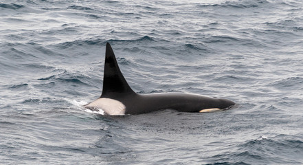 Back, dorsal fin and saddle patch of male adult Killer Whale, Beagle Channel, Chile