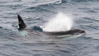 Fototapeta premium Adult male Killer Whale blowing as it surfaces, Beagle Channel, Chile