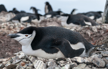 Fototapeta premium Adult Chinstrap Penguin lying on nest, Halfmoon Island, Antarctic Peninsula