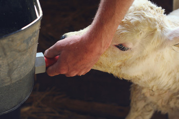 Newborn female Belgian blue calf drinks milk out of a bucket