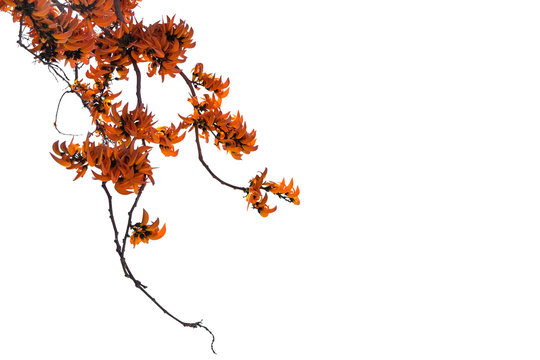 Blossom of the orange flower tree branch in thailand isolated on white background