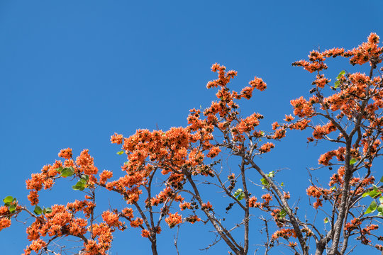 Blossom of the orange flower tree branch in thailand isolated on white background